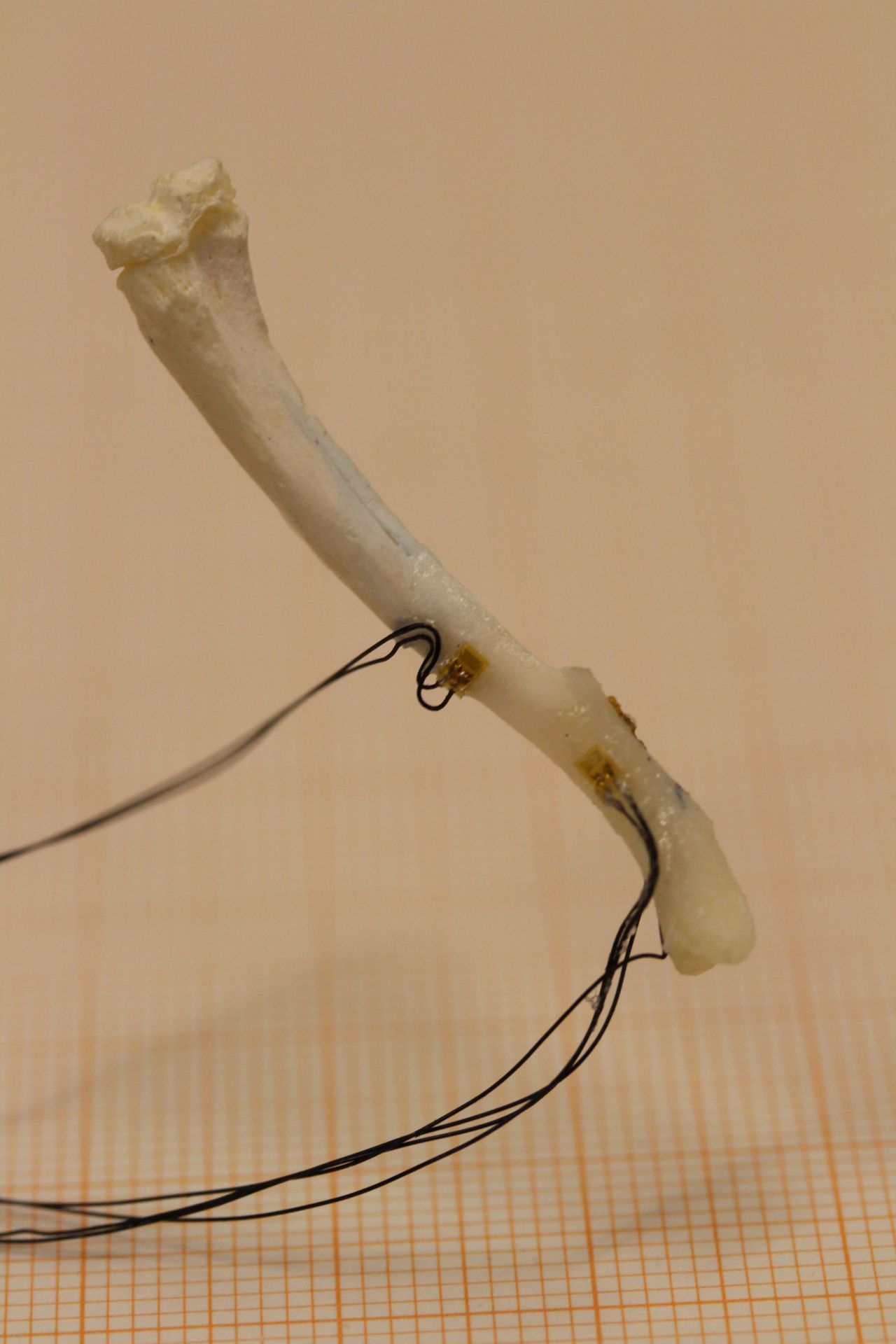 Bone with attached sensors